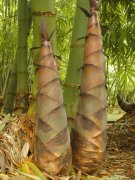 传说家里长竹笋是什么兆头，竹笋发家里面了好不好？