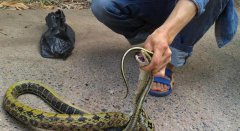 传说进家里的蛇被打死了会怎样，进家里的蛇为