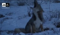 大楚兴陈胜王是什么梗？狐狸怎么叫大楚兴陈胜