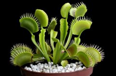 传说植物的灵性有多可怕，超过40年的槐树有灵性