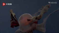 冥河水母有毒吗，冥河水母真的存在吗？有多大