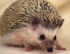 民间传说刺猬为什么不能捡回家？碰到刺猬有什