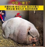 中国第一猪王的照片，猪最多能长到多少公斤？