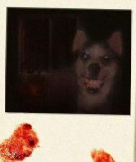 微笑狗图片原图，微笑狗真的存在吗让人产生幻