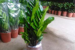 什么盆栽有招财的寓意，家里招财的盆栽有哪些？