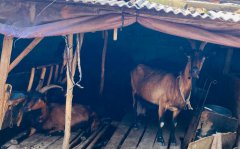 为什么羊的眼睛吓人，养羊最大的忌讳是什么？