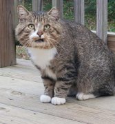 传说猫上门有什么寓意兆头，猫上门为什么不能