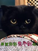千岁岁是什么品种的猫？千岁岁几岁了？