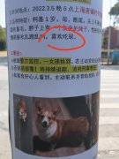 狗为什么吃屎不嫌臭？狗不能吃巧克力是怎么回事