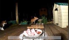 传说狐狸进家门预示着什么，有什么说法？