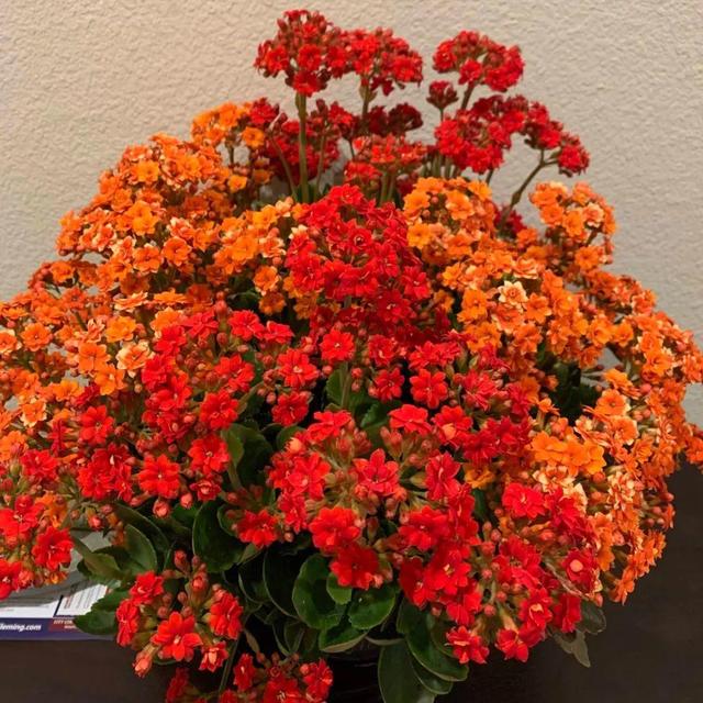 老人过寿送什么好(老人过寿送什么花)