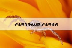 卢小开在什么林区,卢小开媳妇