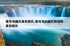 寒号鸟图片真实照片,寒号鸟的图片和资料 真实照片