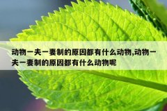 动物一夫一妻制的原因都有什么动物,动物一夫一