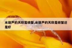 水葫芦的天敌是螃蟹,水葫芦的天敌是螃蟹还是虾