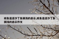 鲸鱼追逐沙丁鱼搁浅的启示,鲸鱼追逐沙丁鱼搁浅