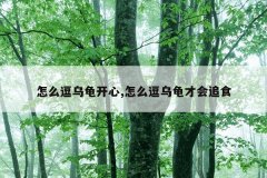 怎么逗乌龟开心,怎么逗乌龟才会追食