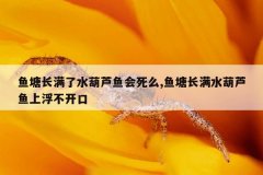 鱼塘长满了水葫芦鱼会死么,鱼塘长满水葫芦鱼上