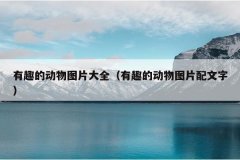 有趣的动物图片大全（有趣的动物图片配文字）