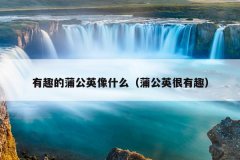 有趣的蒲公英像什么（蒲公英很有趣）